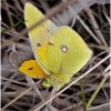 colias croceus imago8 don